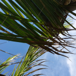 leaves